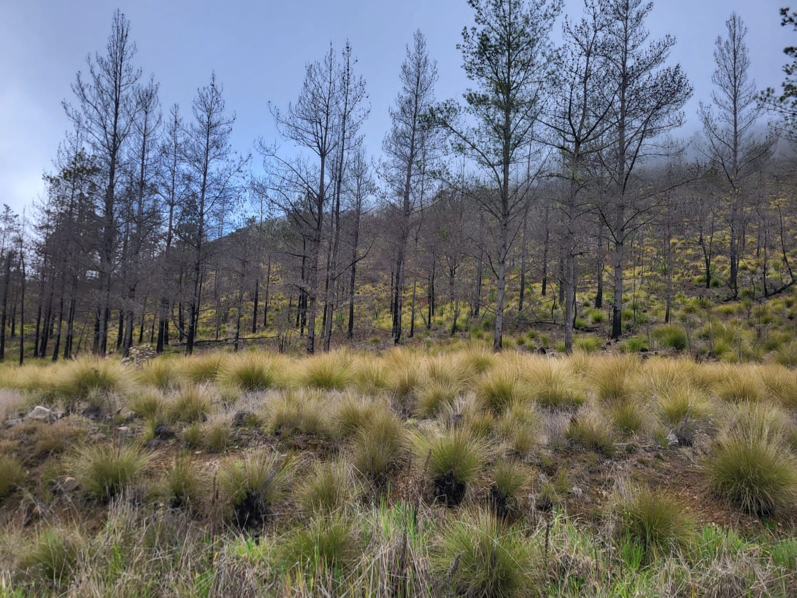 3ER LUGAR / ARQ. ERNESTO BARBOSA.